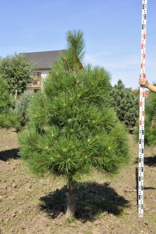 Pinus nigra ssp.nigra | kmínek 50-100